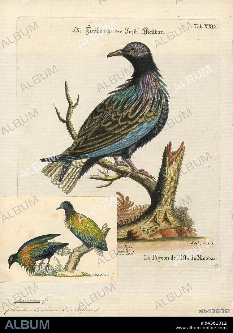 Caloenas nicobarica, Print, The Nicobar pigeon (Caloenas nicobarica) is a pigeon found on small islands and in coastal regions from the Andaman and Nicobar Islands, India, east through the Malay Archipelago, to the Solomons and Palau. It is the only living member of the genus Caloenas and might be the closest living relative of the extinct dodo, and extinct Rodrigues solitaire., 1700-1880.