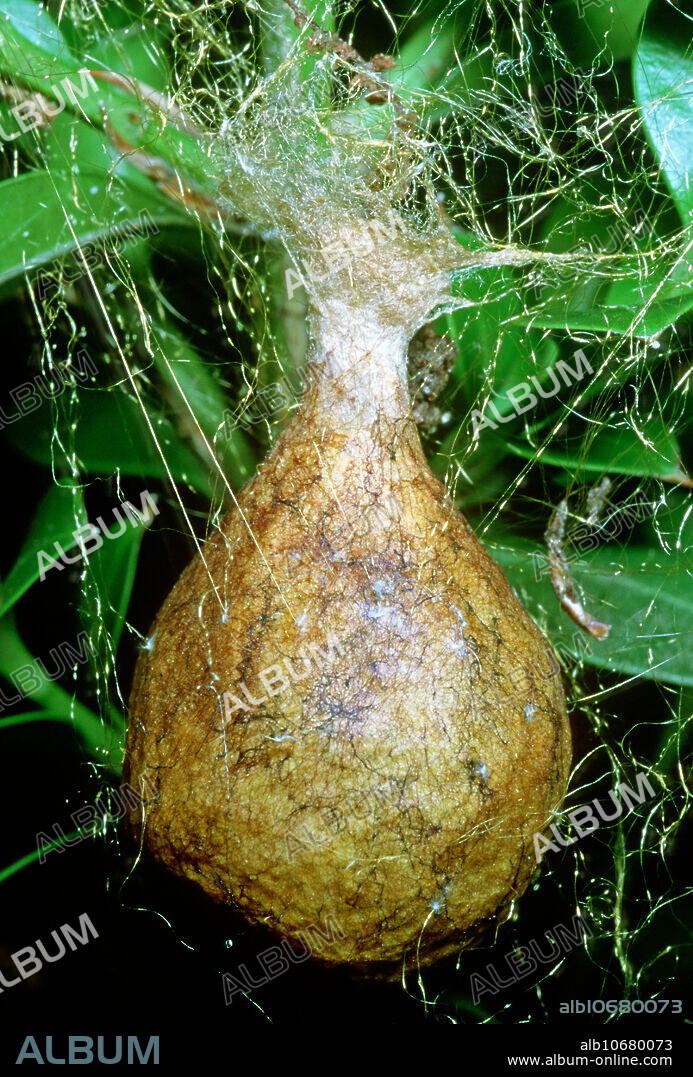 Black and Yellow Garden Spider Egg Sac