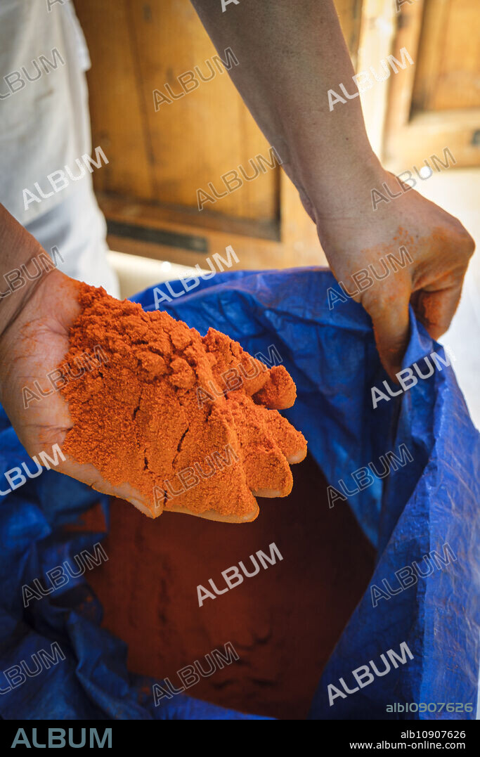 Cortí Tap pepper, farm Sa Teulera, Manacor, Mallorca, Balearic Islands, Spain.