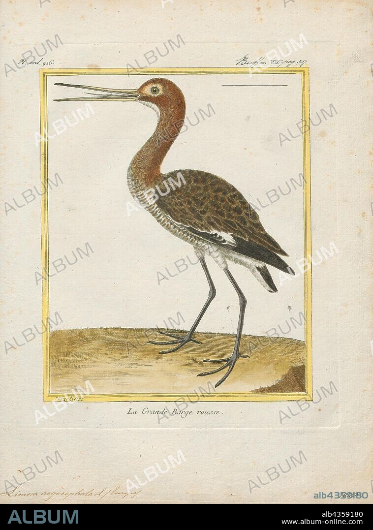 Limosa aegocephala, Print, Godwit, The godwits are a group of large, long-billed, long-legged and strongly migratory waders of the bird genus Limosa. Their long bills allow them to probe deeply in the sand for aquatic worms and molluscs. They frequent tidal shorelines, breeding in northern climates in summer and migrating south in winter. In their winter range, they flock together where food is plentiful. A female bar-tailed godwit holds the record for the longest non-stop flight for a land bird., 1700-1880.