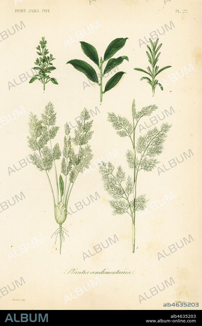 Herbs, plantes condimentaires. Oregano or marjoram, Origanum majorana, cherry laurel, Prunus laurocerasus, rosemary, Rosmarinus officinalis, and fennel varieties, Foeniculum officinale. Handcoloured steel engraving by Corbie after a botanical illustration by Edouard Maubert from Pierre Oscar Reveil, A. Dupuis, Fr. Gerard and Francois Herincqs La Regne Vegetal: Horticulture: Jardin Potager et Jardin Fruitier, L. Guerin, Paris, 1864-1871.