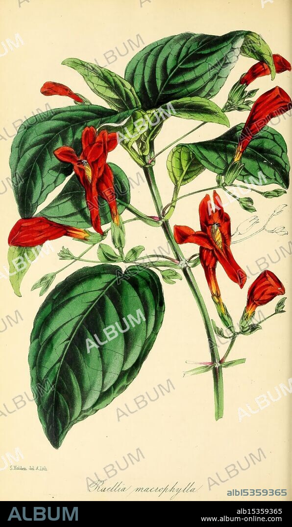 Paxton's Magazine of Botany London Orr and Smith botany periodicals flowers stems leaves, The illustration showcases a vibrant cluster of Radula macrophylla, a species characterized by its striking red flowers and broad green leaves. The flowers, shaped like elongated petals, emerge from the stems in a visually appealing arrangement. Each leaf exhibits prominent veins and a glossy texture, enhancing the overall botanical detail. The composition highlights the natural beauty of this plant, inviting admiration for its unique floral structure and lush foliage. The intricate details of both the leaves and blossoms are meticulously rendered, emphasizing the plant's distinct features and ecological significance.