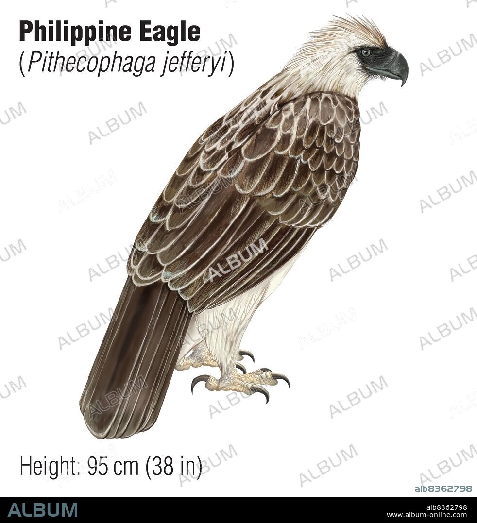 Philippine eagle (Pithecophaga jefferyi), an endangered species.