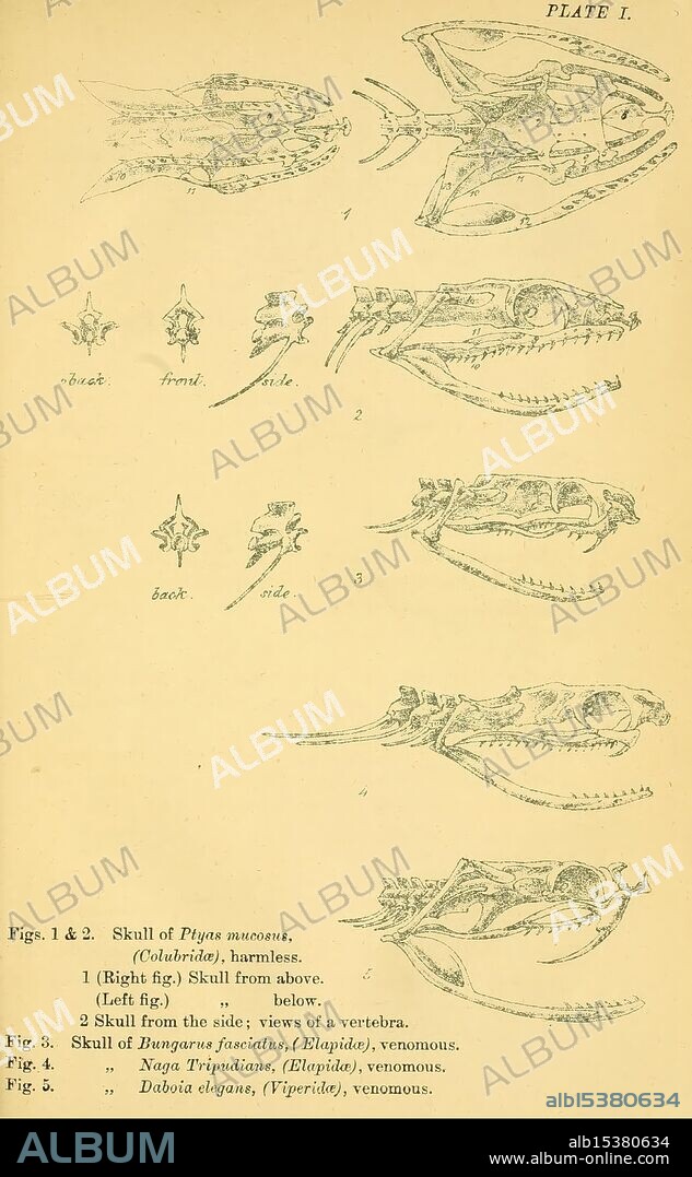 Indian snakes, Madras, Higginbotham, 1874, China, India, snakes, South Asia, Ptyas mucosus, Bungarus fasciatus, Naja, Daboia, taxonomy: suborde r= Serpentes, World Snake Day, This illustration presents a detailed anatomical study of various fish species. The top section showcases the skull of the harmless fish species Pygis naso, viewed from two angles. Below that, there is a labeled diagram depicting a vertebra with a focus on its structure. The subsequent sections detail the skulls of two venomous species: the first from the genus Hapurus and the second from the genus Naga. The intricacies of their skull anatomy are meticulously rendered, highlighting distinguishing features. Lastly, a depiction of another venomous species, Dasyatis elegans, is provided, showcasing its unique skeletal attributes.