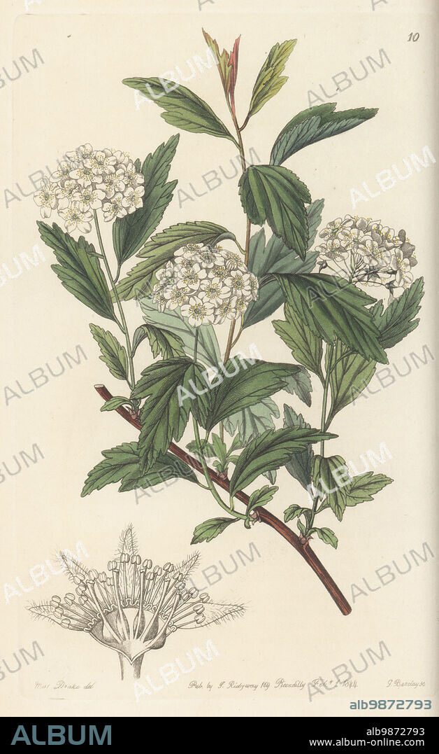 May bush, Spiraea cantoniensis. Introduced from China by English naturalist John Reeves. Mr Reeve's spiraea, Spiraea reevesiana. Handcoloured copperplate engraving by George Barclay after a botanical illustration by Sarah Drake from Edwards Botanical Register, continued by John Lindley, published by James Ridgway, London, 1844.