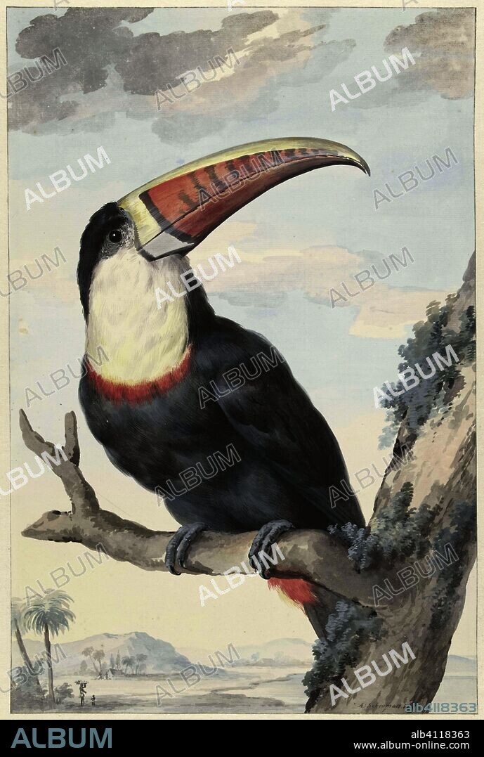 White-throated Toucan. Red-billed Toucan. Draughtsman: Aert Schouman (mentioned on object). Dating: 1748. Measurements: h 482 mm × w 319 mm.