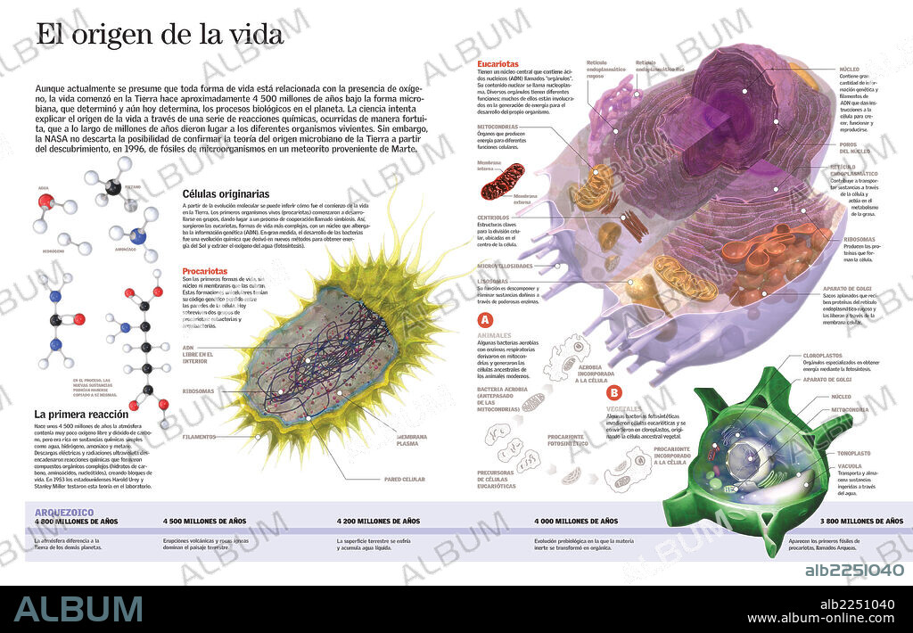 The origin of the life. Infographic of the first forms of life on Earth, 4.500 million years ago.