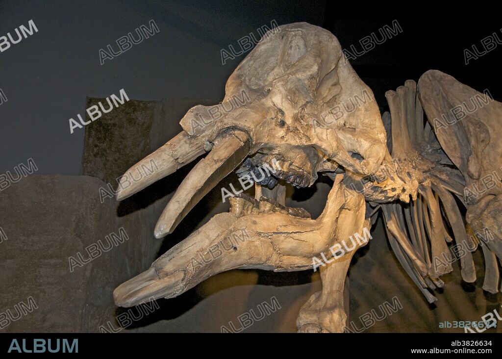 Gomphotherium, closely related to mastodons, disappeared before the end of the Pleistocene. The 3 m (10 ft) tall creature, also known as Trilophodon or Tetrabelodon, resembled a modern elephant but had four tusks instead of two: two on the upper jaw and two on the elongated lower jaw. The lower ones are parallel and shaped like a shovel and were probably used as such. Unlike modern elephants, the upper tusks were covered by a layer of enamel. These animals probably lived in swamps or near lakes, using their tusks to dig or scrape up aquatic vegetation. This specimen was found in Nebraska. Royal Tyrrell Museum, Alta, Canada.
