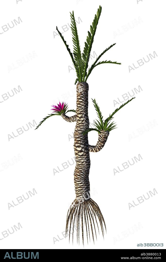 Williamsonia resembled a shrub or tree that lived in the Jurassic to the Cretaceous Periods.