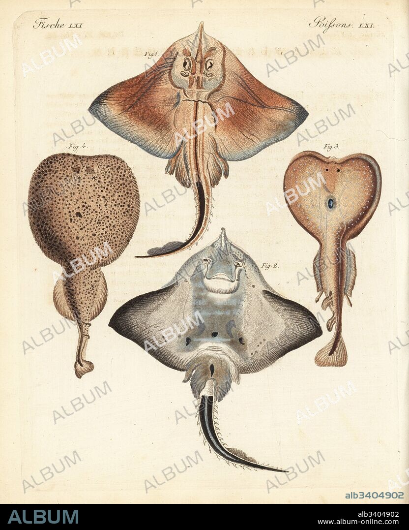 Endangered bottlenose skate, Rostroraja alba, dorsal 1, ventral 2, eyed electric ray, Torpedo torpedo 3, and marbled electric ray, Torpedo marmorata 4. Handcoloured copperplate engraving from Friedrich Johann Bertuch's Bilderbuch fur Kinder (Picture Book for Children), Weimar, 1823.