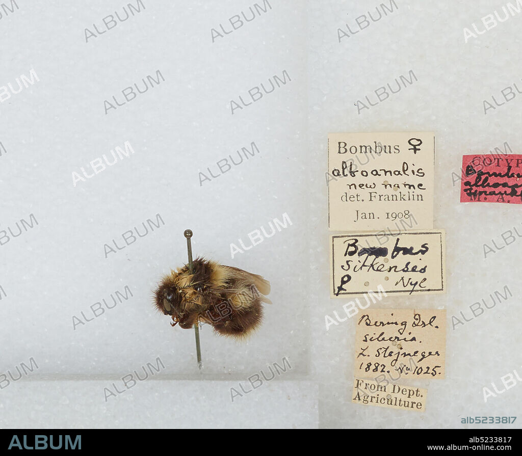 Bering Island, Kamtsjatka, Russia, Bombus (Pyrobombus) jonellus (Kirby), Animalia, Arthropoda, Insecta, Hymenoptera, Apidae, Apinae.