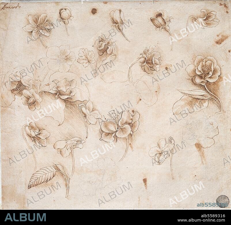 Leonardo da Vinci 1452-1519. "Flower study". Drawing, 18.2 × 20.1cm. Venice, Galleria dell'Accademia.