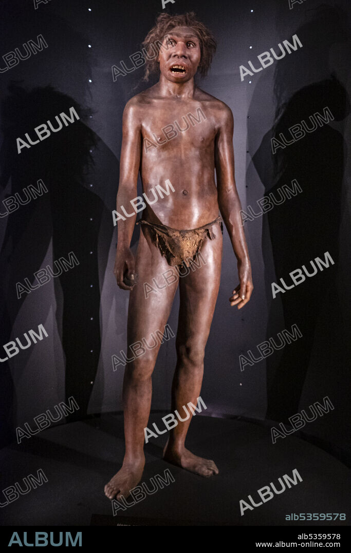 Homo ergaster, Museo de la evolución humana, MEH, Burgos , Spain.