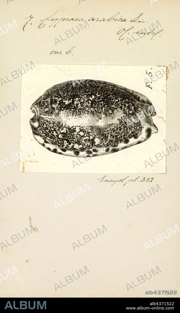 Cypraea arabica, Print, Mauritia arabica, common name the Arabian cowry, is a species of cowry, a sea snail, a marine gastropod mollusk in the family Cypraeidae, the cowries.