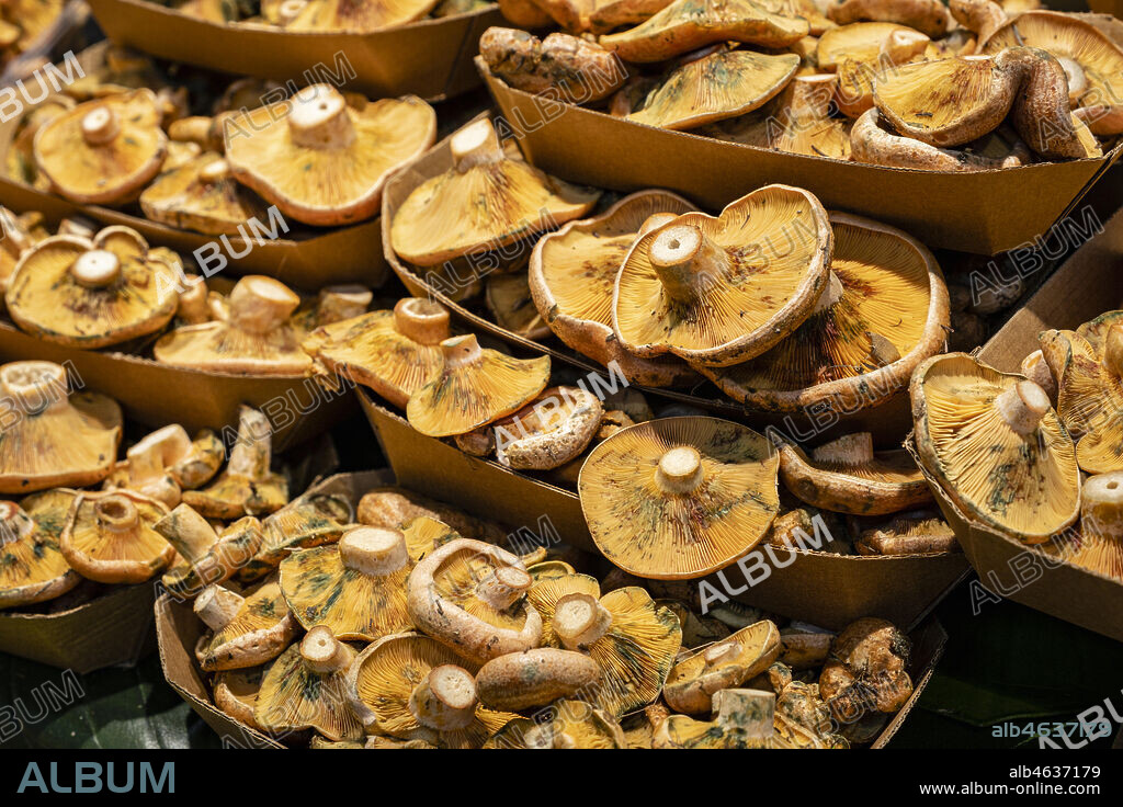 esclatasangs, setas mallorquinas, Mercat de l Olivar, Palma, Mallorca, Balearic Islands, Spain.