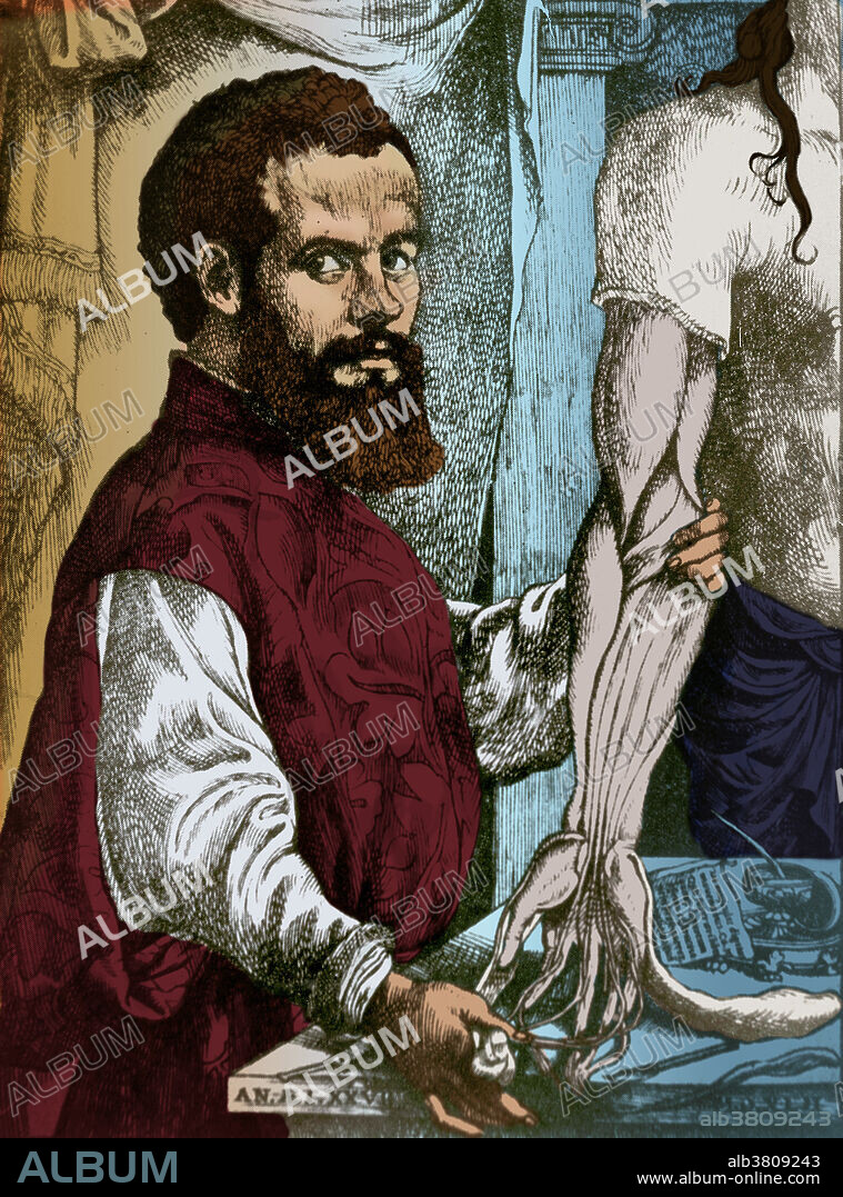 The doctor discovers, one by one, the secrets of the human body. Andreas Vesalius (1514-1564), the Belgian anatomist who founded modern anatomy. In Italy, Vesaluis revolutionized the study of anatomy, ending the teaching of Galen and practicing direct observation by dissection. His results were published in 1543 in the famous book De Humani Corporis Fabrica (On Structure of the Human Body). The first accurate work on human anatomy, it included many descriptions and fine woodcuts. After this early success, he became a court physician and all but gave up research. Color enhancement of 9N1103.