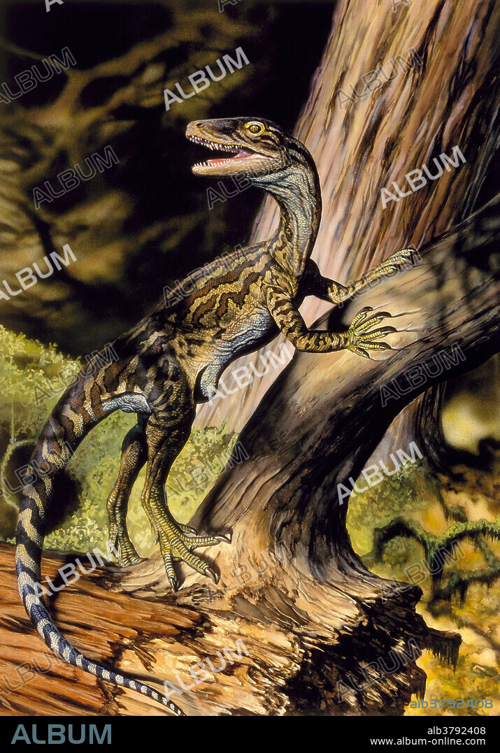 Staurikosaurus, an early carnivorous theropod, from the Triassic era of South America.