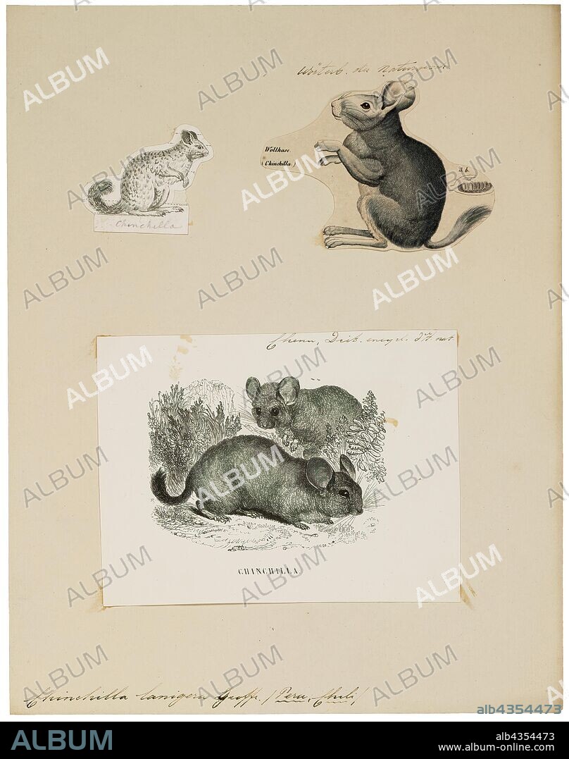 Chinchilla lanigera, Print, The long-tailed chinchilla (Chinchilla lanigera), also called the Chilean, coastal, common, or lesser chinchilla, is one of two species of rodent from the genus Chinchilla: the other species being C. chinchilla. Both breeds are endangered in the wild after historically being hunted for their soft hair coats. Domestic breeds of chinchilla are believed to descend from specimens of C. lanigera. Domestic chinchillas come in three types: la plata, costina, and raton., 1700-1880.