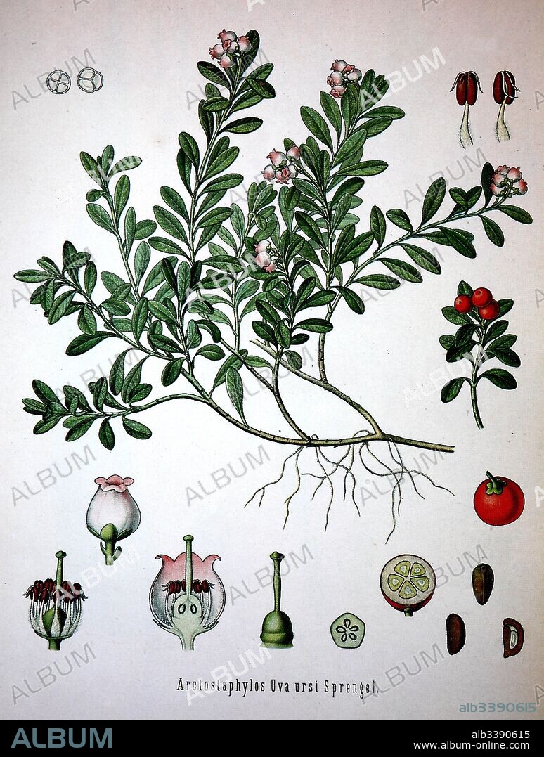 Arctostaphylos uva-ursi is a plant species of the genus Arctostaphylo. Its names include kinnikinnick and pinemat manzanita, and it is one of several related species referred to as bearberry, Medicinal plant.