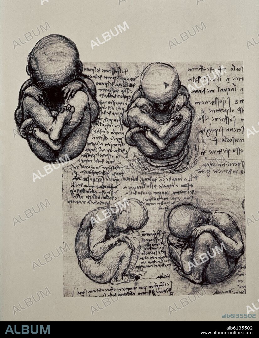 LEONARDO DA VINCI. FORMAS DEL FETO - 1510-1512 - RENACIMIENTO ITALIANO.