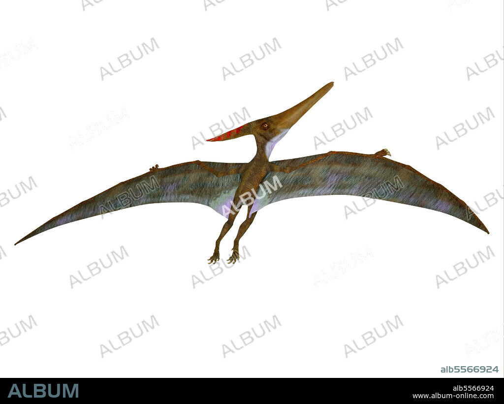 A Pteranodon with wings extended, rear view on white background. Pteranodon was a carnivorous Pterosaur reptile that flew in North America during the Cretaceous Period.