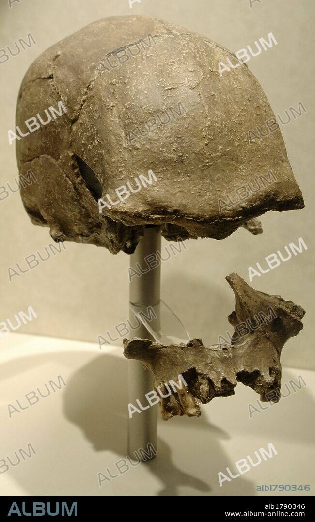 Cráneo probablemente de HOMO SAPIENS. Procede de Laetoli. Tanzania. Africa. Museo de Historia Natural. Londres. Inglaterra. Reino Unido.