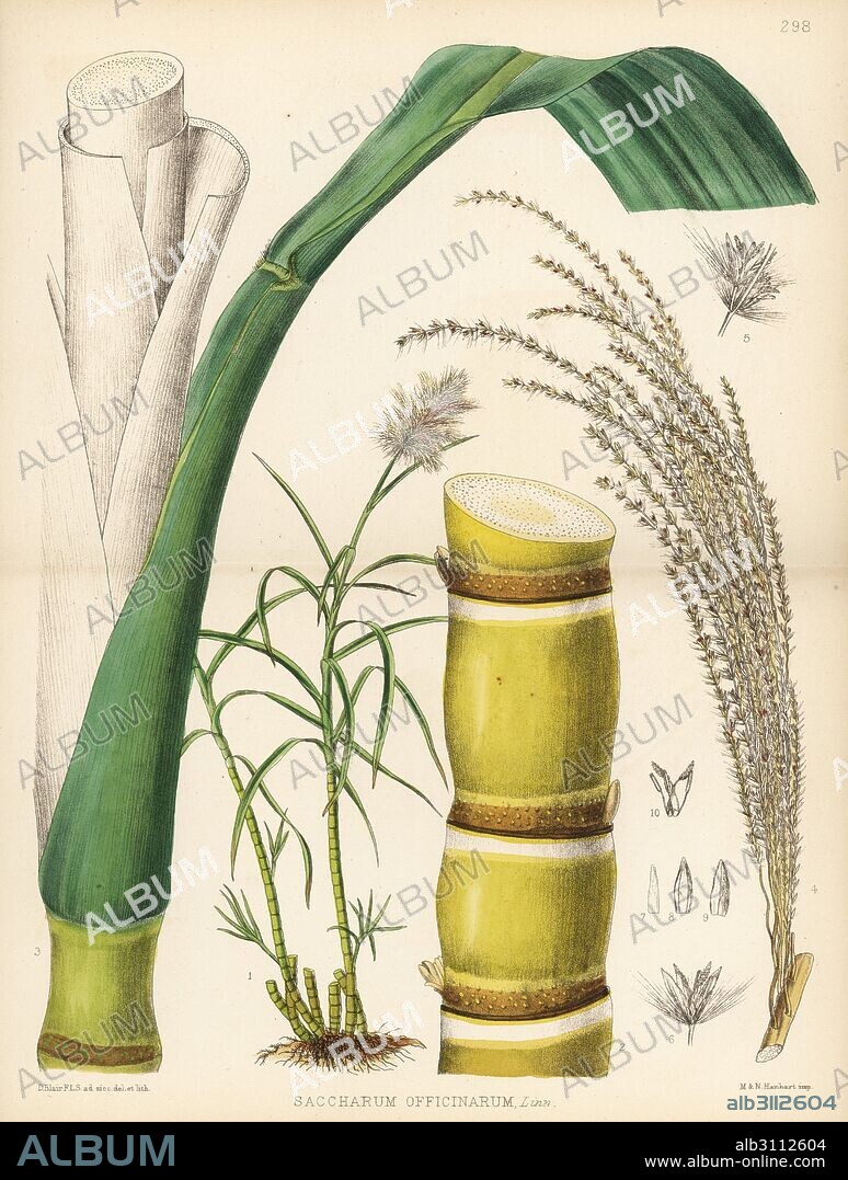 Sugar-cane, Saccharum officinarum. Handcoloured lithograph by Hanhart after a botanical illustration by David Blair from Robert Bentley and Henry Trimen's Medicinal Plants, London, 1880.