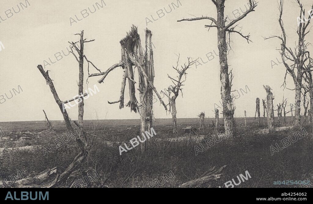 Francia. Primera guerra mundial (1914-1918). Segunda batalla del Aisne. Aspecto desolado del Camino de las Damas, entre Soissons y Reims, tras la batalla. Árbol bautizado por su aspecto como el ángel de la guarda. Mayo de 1917.