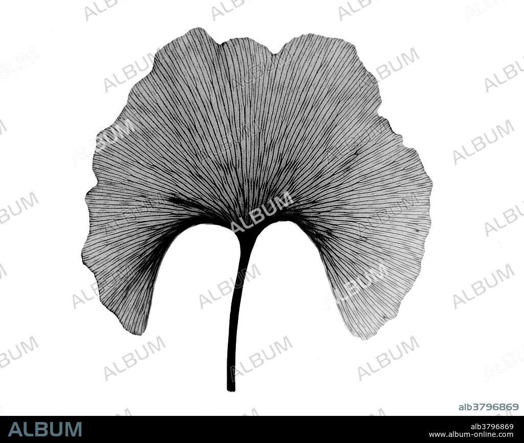 X-ray of Ginkgo (Ginkgo biloba) leaf.