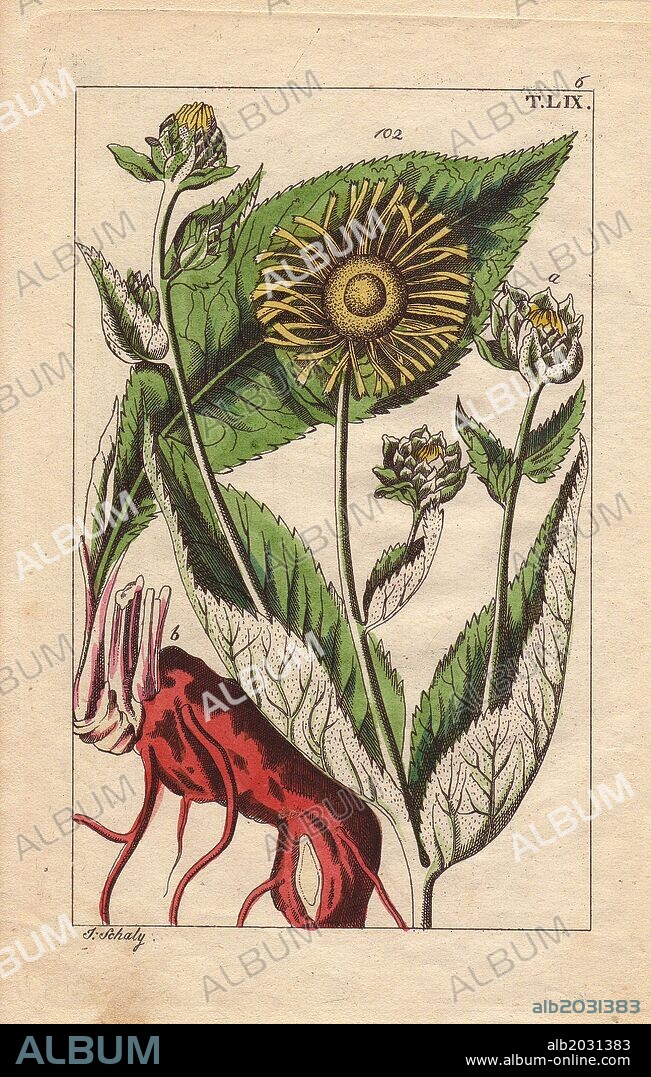 Elecampane or Horse-heal, Inula helenium, roots, flowers, leaves and buds. Handcolored copperplate engraving of a botanical illustration by J. Schaly from G. T. Wilhelm's "Unterhaltungen aus der Naturgeschichte" (Encyclopedia of Natural History), Vienna, 1817. Gottlieb Tobias Wilhelm (1758-1811) was a Bavarian clergyman and naturalist in Augsburg, where the first edition was published.