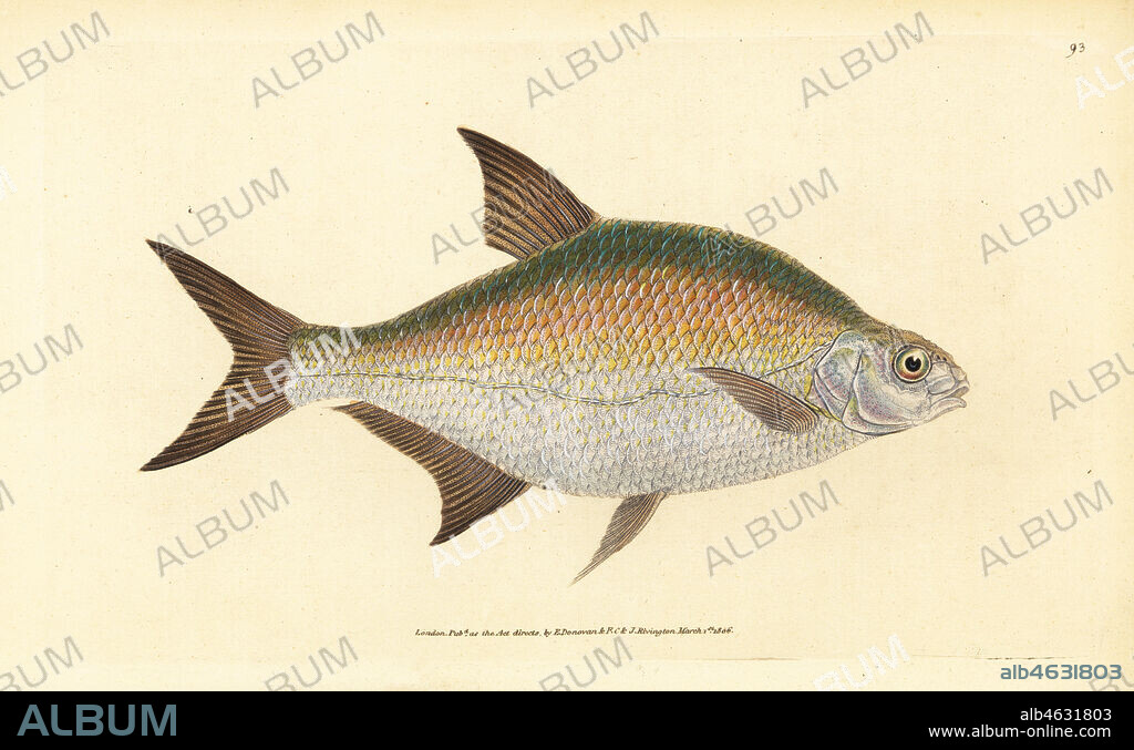 Bream, Abramis brama (Cyprinus brama). Handcoloured copperplate drawn and engraved by Edward Donovan from his Natural History of British Fishes, Donovan and F.C. and J. Rivington, London, 1802-1808.