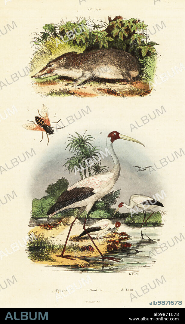 Greater hedgehog tenrec, Setifer setosus (Centetes setosus) 1, yellow-billed stork, Mycteria ibis (Tantalus ibis) 2, and pale horsefly, Tabanus bovinus 3. Handcoloured steel engraving by du Casse from Felix-Edouard Guerin-Meneville's Dictionnaire Pittoresque d'Histoire Naturelle (Picturesque Dictionary of Natural History), Paris, 1834-39. .