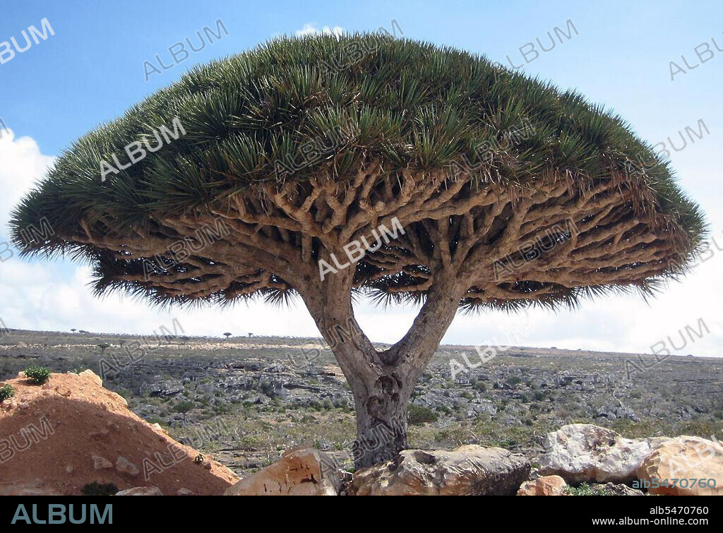 Socotra, also spelt Soqotra, is a small archipelago of four islands in the Indian Ocean. The largest island, also called Socotra, is about 95% of the landmass of the archipelago. It lies some 240 km (150 mi) east of the Horn of Africa and 380 km (240 mi) south of the Arabian Peninsula. The island is very isolated and through the process of speciation, a third of its plant life is found nowhere else on the planet. It has been described as the most alien-looking place on Earth. Socotra is part of the Republic of Yemen. It had long been a part of the 'Adan Governorate, but in 2004 it became attached to the Hadhramaut Governorate, which is in much greater proximity to the island than Aden. (Photo by: Boris Khvostichenko/Pictures From History/Universal Images Group via Getty Images).