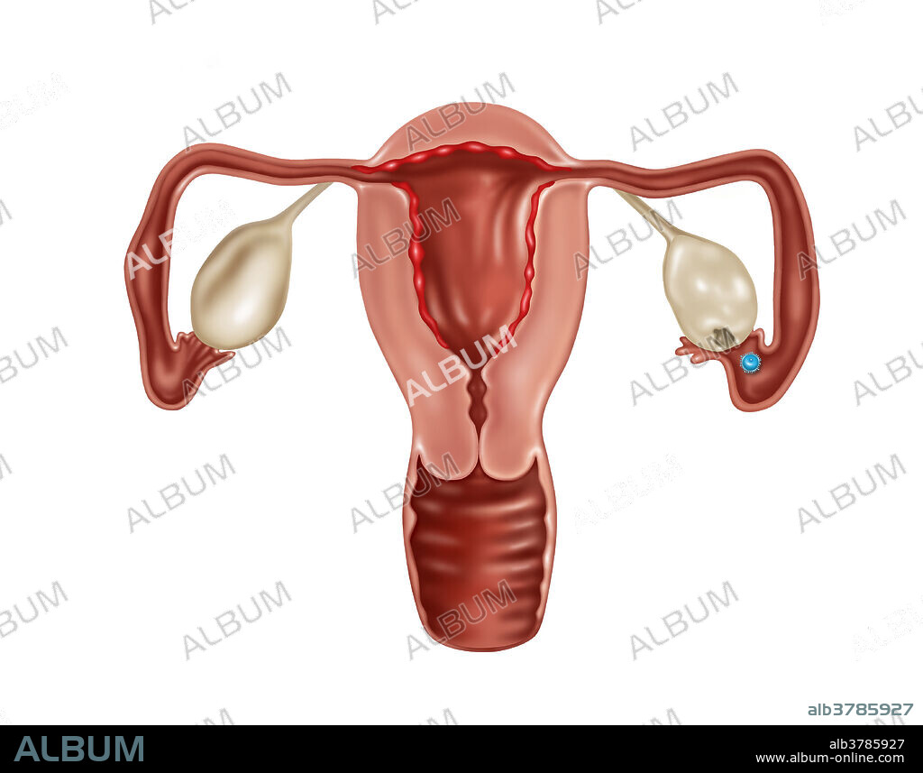 Illustration of a human uterus showing egg release.