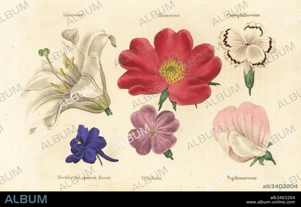 Different types of flower: liliaceous, rosacaous, caryophyllaceous, nectiferous-spurred flower, cruciform and papilionaceous. Handcoloured woodblock engravings from James Main's Popular Botany, Orr and Smith, London, 1835. James Main (1775-1846) was a Scottish gardener, botanist and writer.