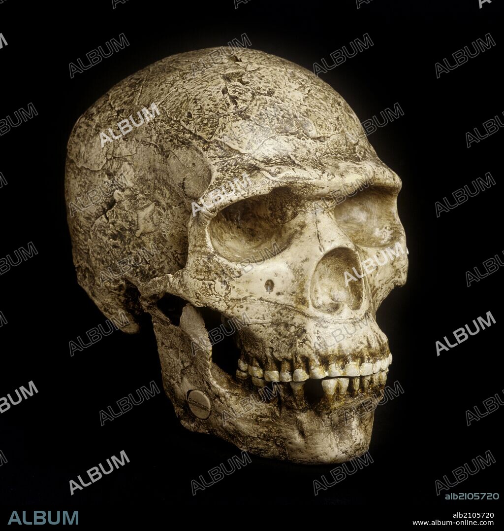 RESTOS DE LA EPOCA DEL PALEOLITICO: REPRODUCCION DE CRANEO DE PRENEANDERTAL, LLAMADO SKHUL V, PROVENIENTE DE LA CUEVA DE ES SKHÜL, EN EL MONTE CARMELO (HAR HA'KARMEL O YABAL AL-KARMIL) (DEPOSITO M.A.N.).