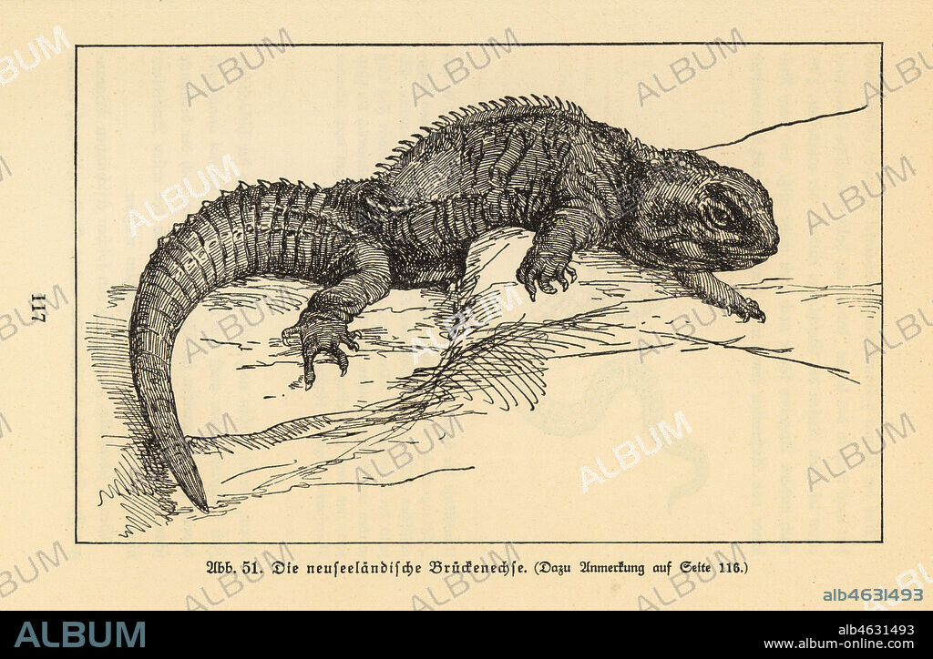 New Zealand tuatera, Sphenodon punctatus or Sphenodon guntheri. Illustration from Wilhelm Bolsches Das Leben der Urwelt, Prehistoric Life, Georg Dollheimer, Leipzig, 1932.