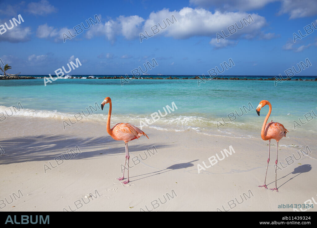 Flamingos on Flamingo beach, Renaissance Island, Oranjestad, Aruba, Lesser Antilles, Netherlands Antilles, Caribbean, Central America.