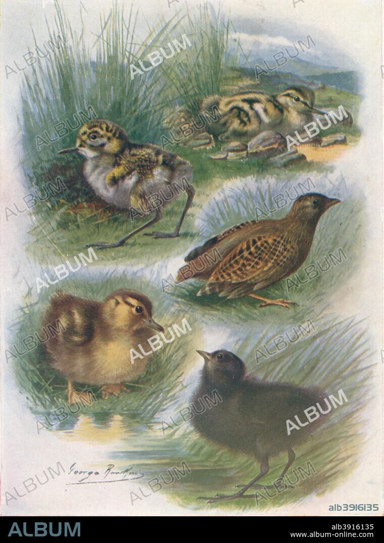 'Types of Nidifugous Nestlings', c1910, (1910). From Britain's Birds and Their Nests, by A. Landsborough Thomson. [The Waverley Book Company, Limited, W. & R. Chambers, Limited, London & Edinburgh, 1910].