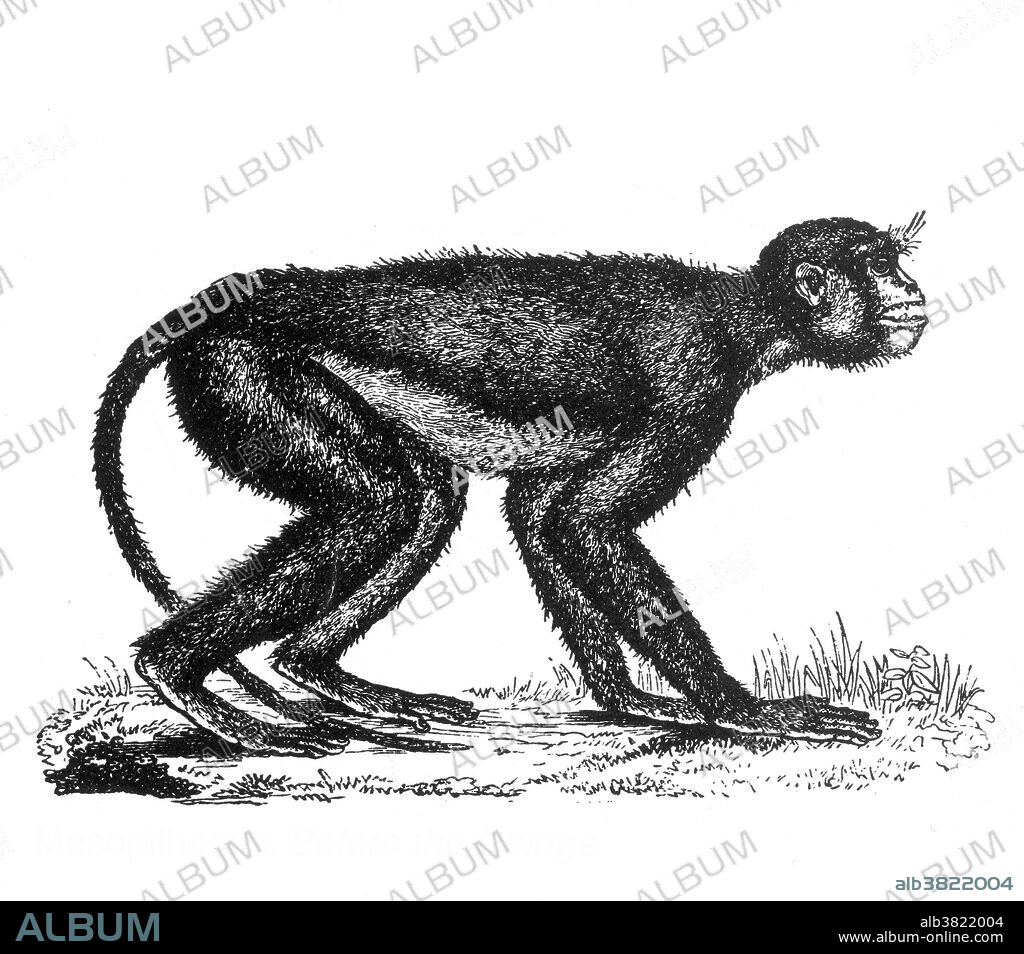 Mesopithecus is an extinct genus of Old World monkey that lived in Europe and western Asia 7 to 5 million years ago. It was once thought that it might be an ancestor of the grey langur, but a more recent study suggests that they are more closely related to the snub-nosed monkeys and doucs. Mesopithecus resembled a modern macaque, with a body length of about 16 to 24 inches. It was adapted to both walking and climbing, possessing a slender body with long, muscular limbs and flexible fingers. It had an unusually long thumb, which gave it a very good ability to hold on everything. It appears to have survived the great periods of life on the ground, where it walked on all fours. Fossils were found in Miocene rocks in South America.