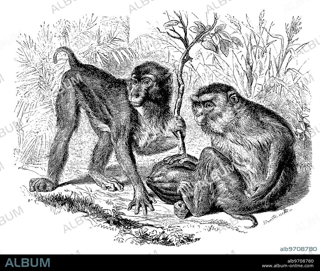 Southern hog monkey, Macaca nemestrina, a species of primate from the genus Macaque within the family Vervet monkey, digitally restored reproduction of an original 19th century artwork, exact original date not known.