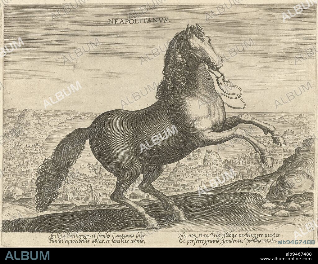 A Neapolitan horse, in profile It is rearing The print has a Latin caption and is part of the second part of a 39-part series on the horse breeds from royal stables of Don Juan of Austria, Horse from Naples Neapolitanvs Horse breeds from the royal stables of Don Juan of Austria Equile Ioannis Austriaci Caroli , print maker: Philips Galle, (attributed to workshop of), Jan van der Straet, publisher: Philips Galle, print maker: Antwerp, Florence, publisher: Antwerp, c. 1578 - c. 1582, paper, engraving, w 268 mm × h 207 mm.