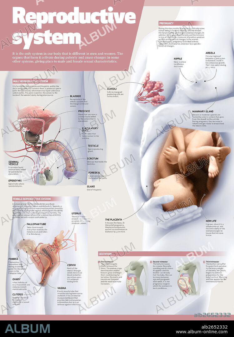 Sistema reproductor. Infografía del sistema reproductor masculino y femenino.
