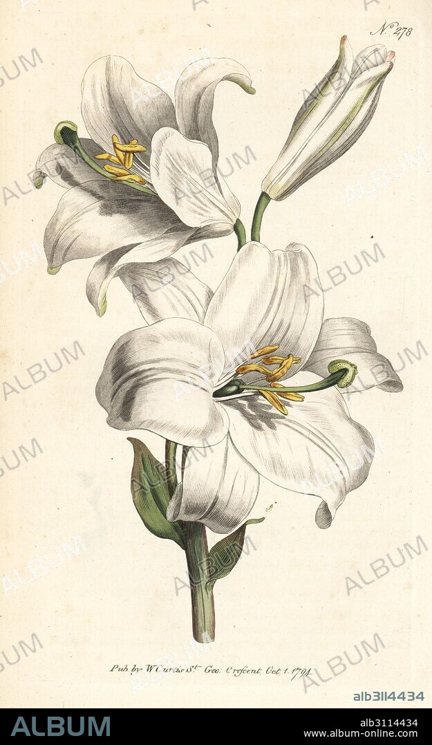 Madonna lily or white lily, Lilium candidum. Handcoloured copperplate engraving from William Curtis' Botanical Magazine, London, 1794.