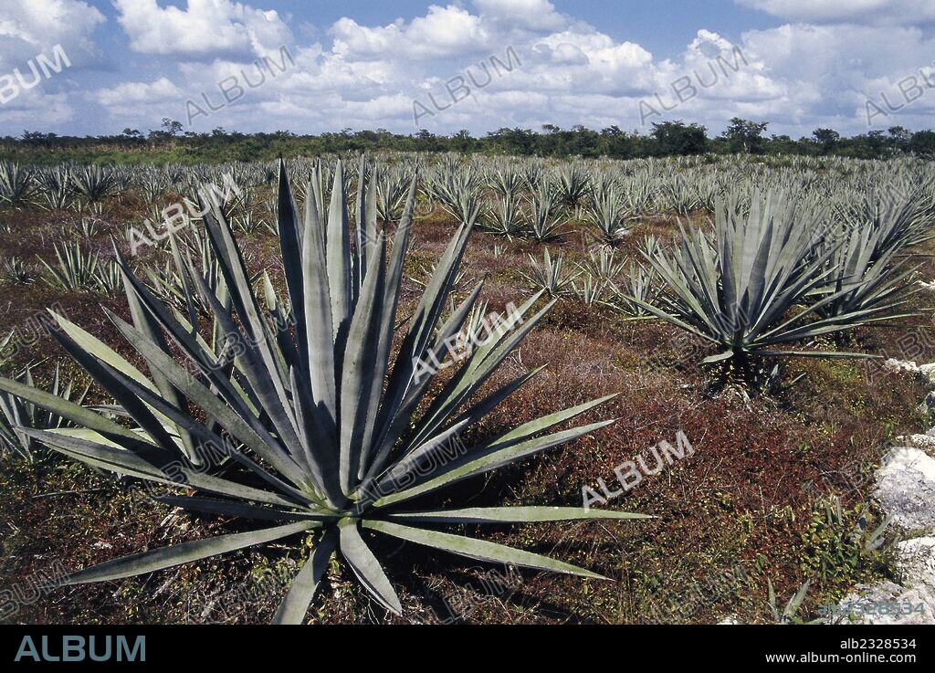 Agave plant cultivation nearby Merida, Asparagaceae, Yucatan, Mexico.