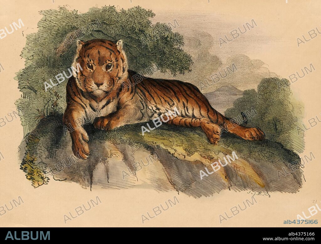 Felis tigris, Print, The tiger (Panthera tigris) is the largest species among the Felidae and classified in the genus Panthera. It is most recognisable for its dark vertical stripes on reddish-orange fur with a lighter underside. It is an apex predator, primarily preying on ungulates such as deer and wild boar. It is territorial and generally a solitary but social predator, requiring large contiguous areas of habitat, which support its requirements for prey and rearing of its offspring. Tiger cubs stay with their mother for about two years, before they become independent and leave their mother's home range to establish their own., 1842-1849.