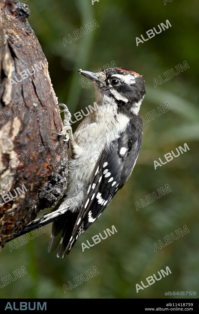 Downy woodpecker (Picoides pubescens), Wasilla, Alaska, United States of America, North America.