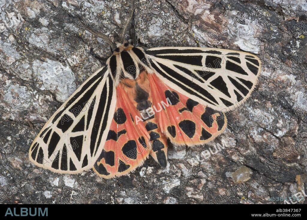 A Virgo Tiger moth (Apantesis virgo) perched on a tree branch.