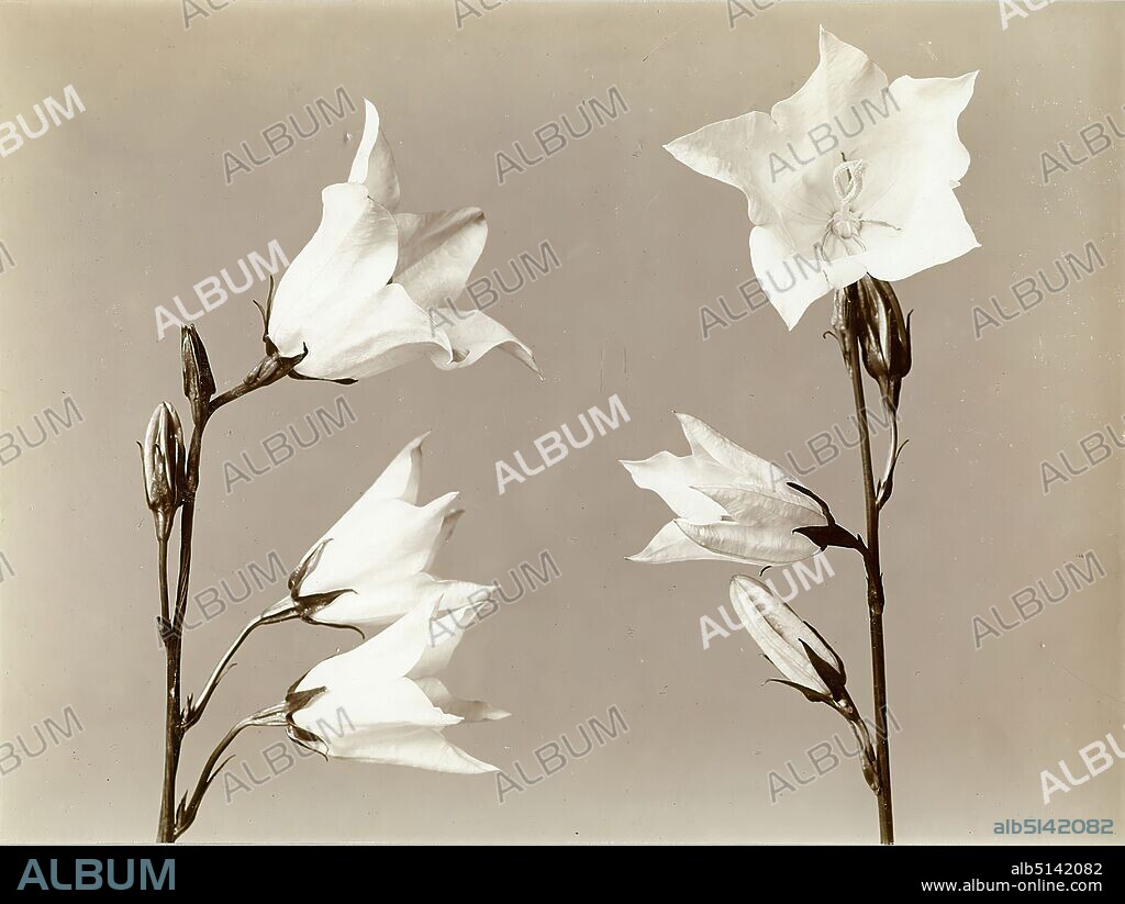 Wilhelm Weimar, bellflower, collodion paper, black and white positive process, image size: height: 16,80 cm; width: 22,50 cm, verso stamp: verso pencil: Wilhelm Weimar P2008.116,8 x 22,5 23,8 x 29,8, photography, nature photography, flowers.