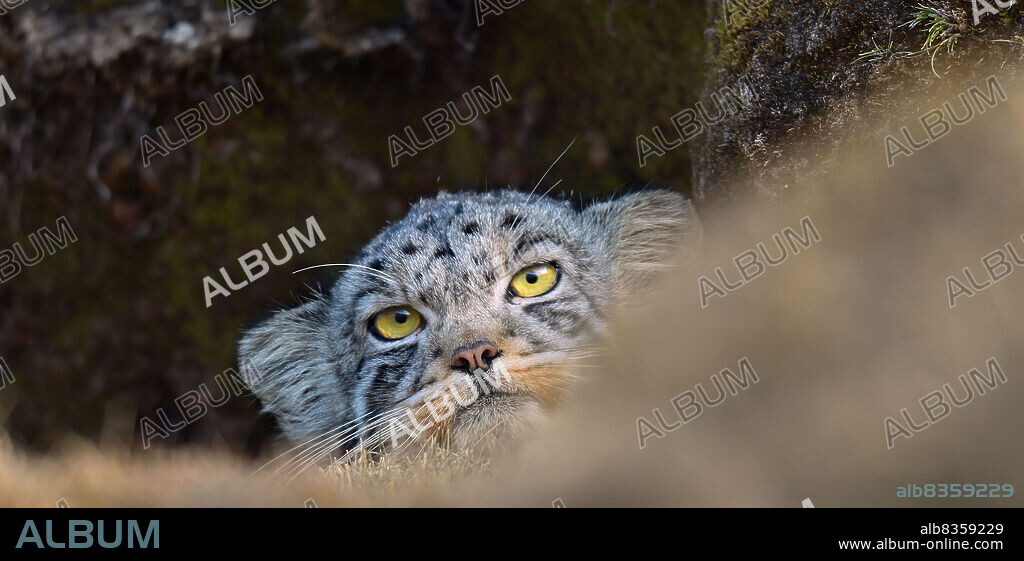 EL LEOPARDO DE LAS NIEVES, 2021 (LA PANTHERE DES NEIGES), dirigida por MARIE AMIGUET. Copyright LE BUREAU.